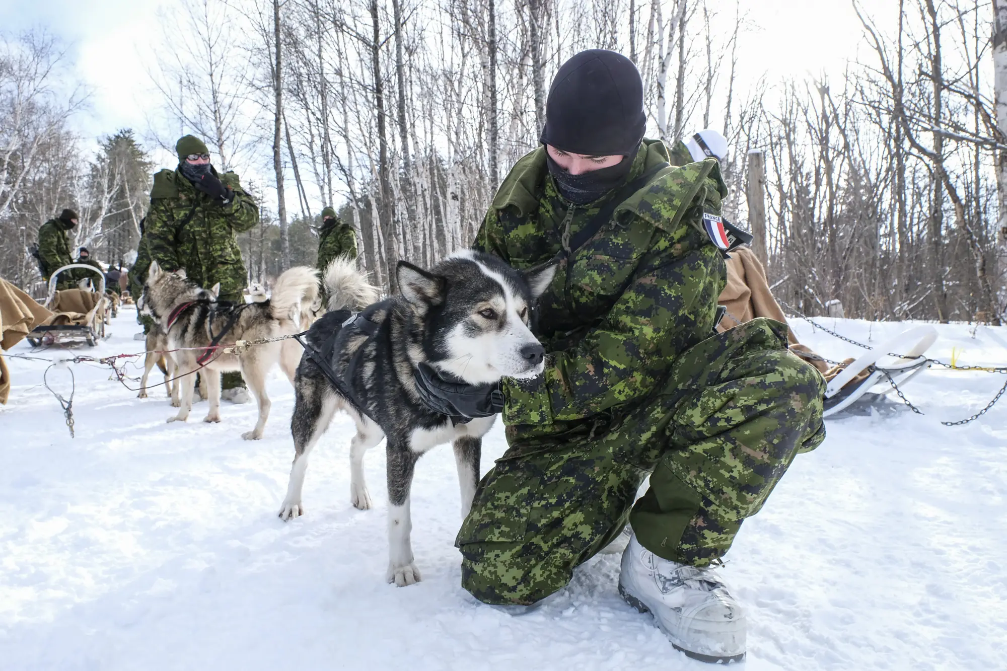 A French soldier kneels to pet a husky sled dog, dog teams behind in the birch forest