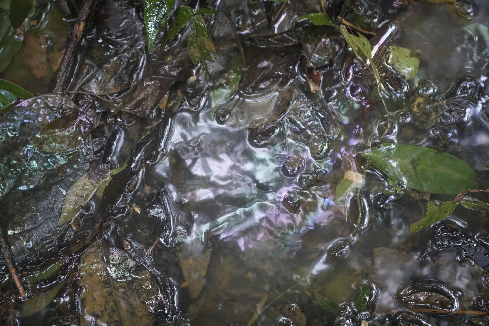 An iridescent sheen of fuel on polluted creek water over dead leaves, French Guiana