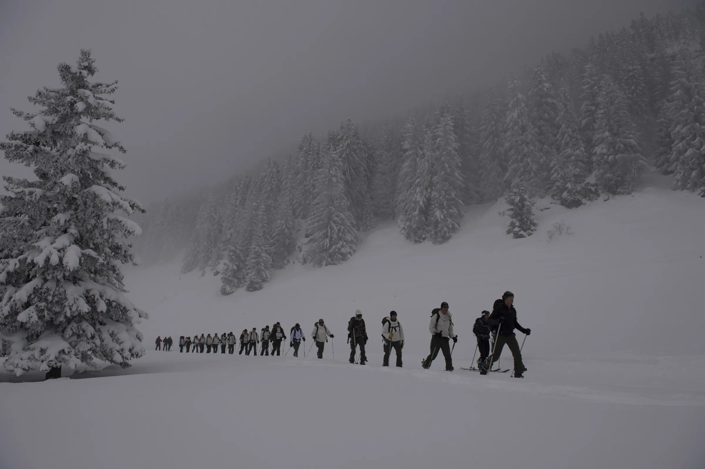 A long single file of French mountain soldiers ski-tours through fog and snow-laden fir forest